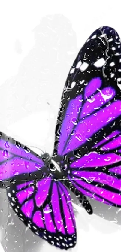 Purple butterfly with water droplets design.