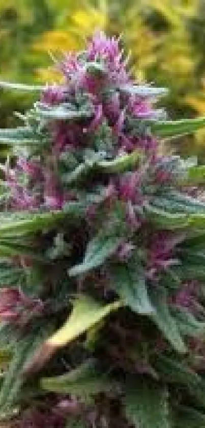 Close-up of a purple cannabis plant with lush green leaves.