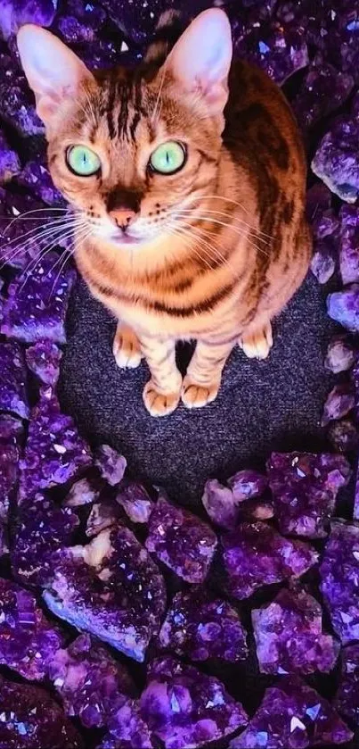 Purple Cat Natural Material Live Wallpaper