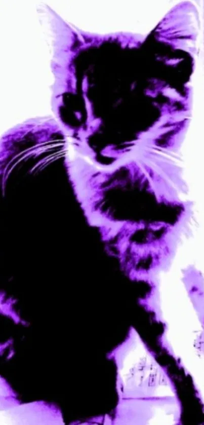 Purple silhouette of a cat on a vibrant background.