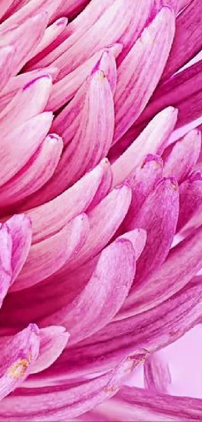 Purple chrysanthemum flower on a blurred violet background.