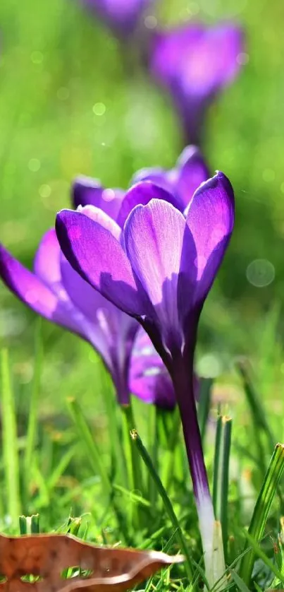 Close-up of a purple crocus flower in green grass.