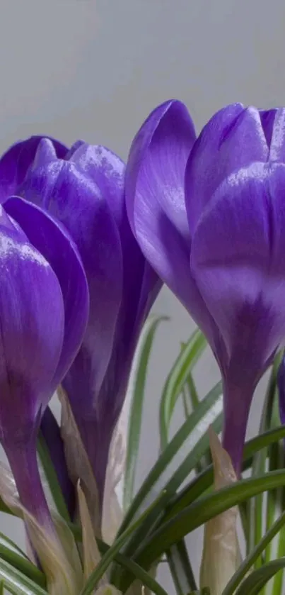 Vibrant purple crocus flowers in bloom close-up wallpaper.