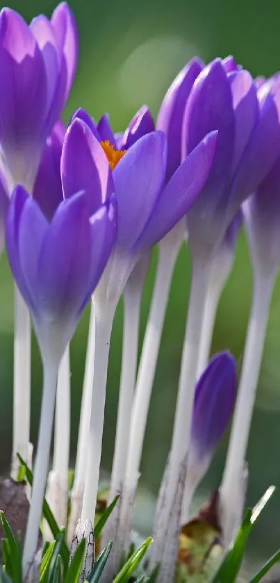 Purple crocus flowers blooming in a green grassy garden setting.