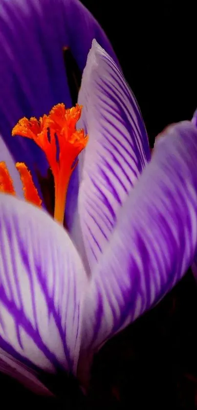 Close-up of a vibrant purple crocus flower with detailed petals.