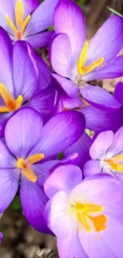 Purple crocus flowers in full bloom, vibrant and colorful.