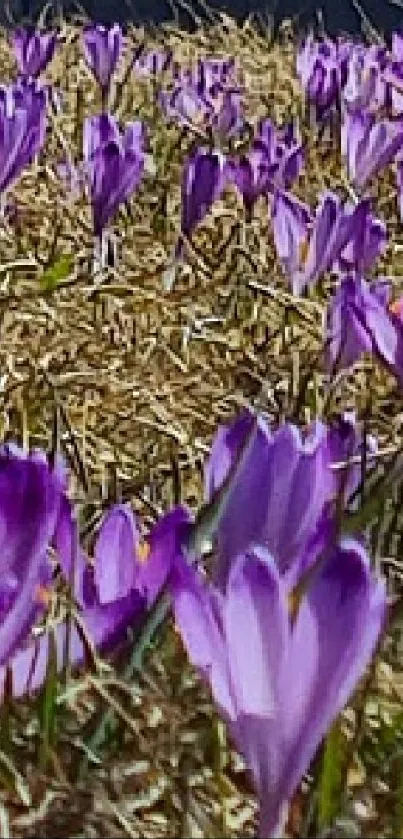 Field of purple crocuses in bloom on a sunny day.