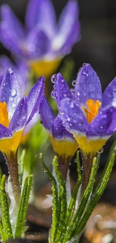 Mobile wallpaper of vibrant purple crocus flowers with dew drops.