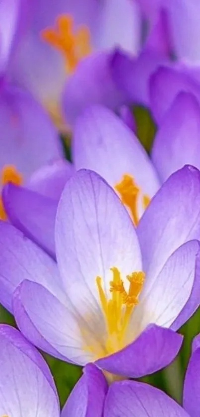 Beautiful purple crocus flowers with delicate petals and vibrant color.