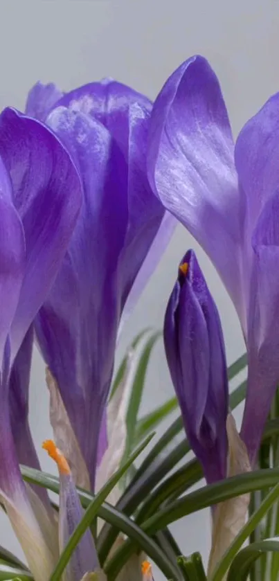 Vibrant purple crocus flower wallpaper for mobiles.