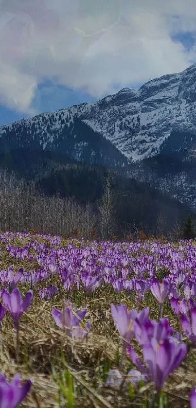 Purple crocus field with snowy mountain backdrop and blue sky.