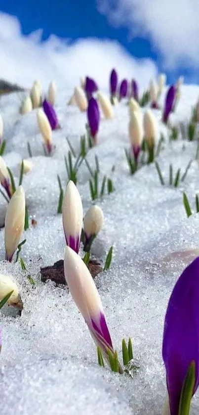 Purple and white crocus flowers in snow.