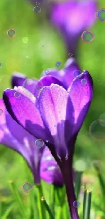 Purple crocuses blooming in green grass with morning dew.