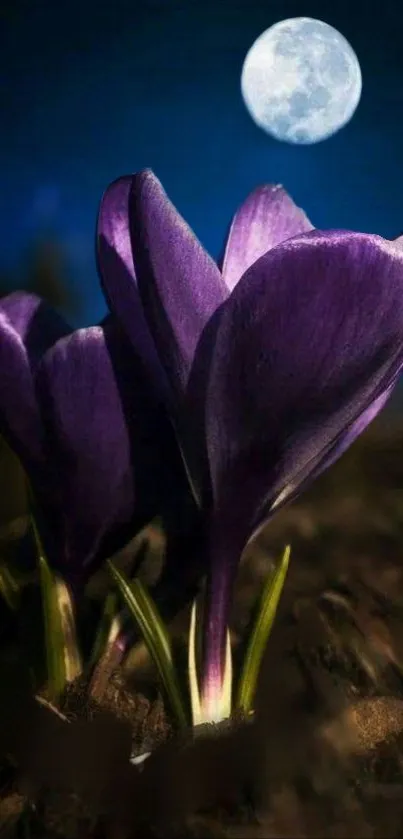 Purple crocuses under a bright moonlit night sky with dark background, vibrant colors.