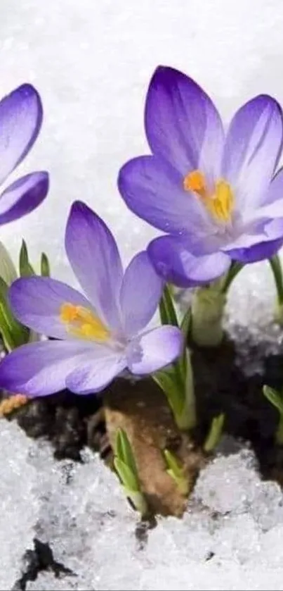 Purple crocuses blooming in white snow, vibrant and fresh.