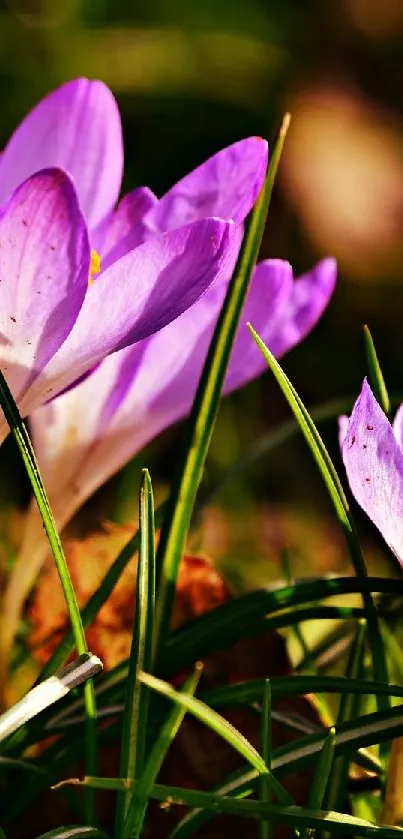 Purple crocuses blooming in green grass.