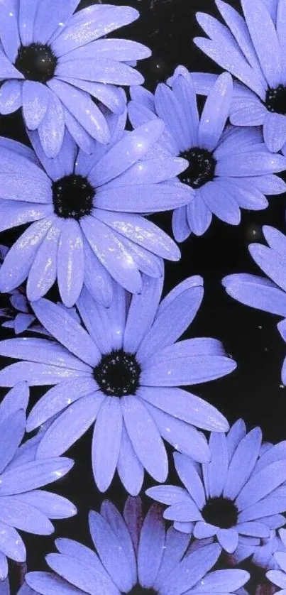 Vibrant purple daisies on a mobile wallpaper backdrop.