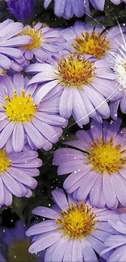 Purple daisies with yellow centers and crack effect.