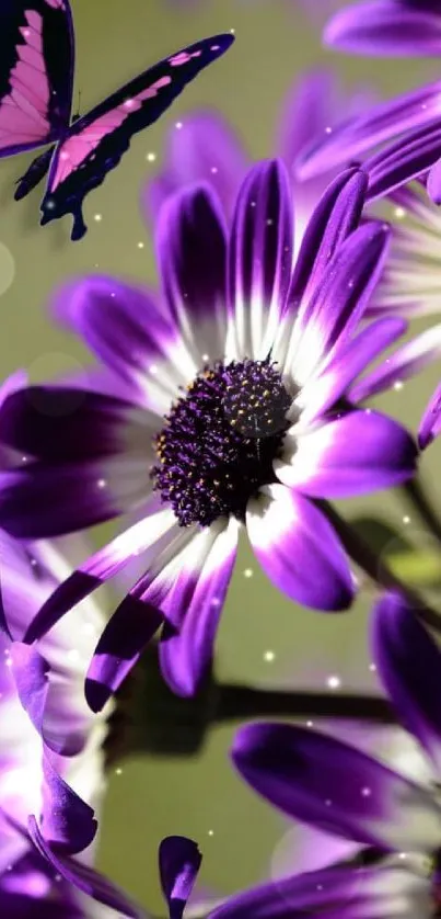 Purple daisies with a butterfly on a mobile wallpaper background.