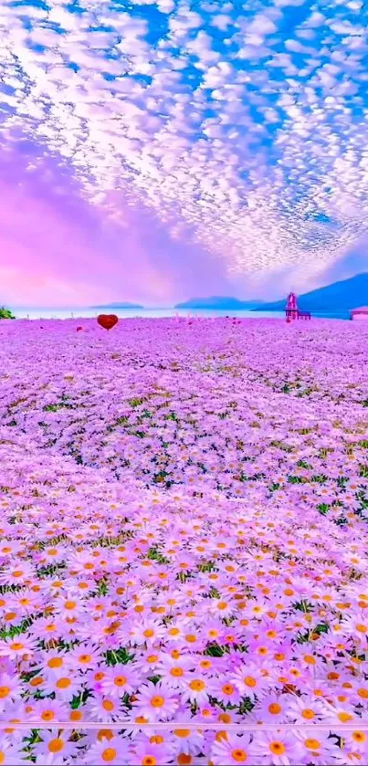 Field of purple daisies under a pastel sky with scattered clouds.