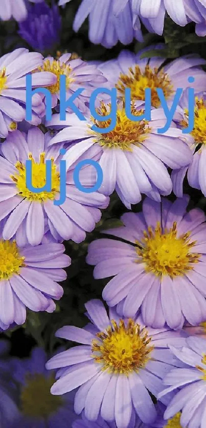 Close-up of vibrant purple daisy flowers with yellow centers in full bloom.