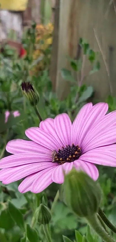 Close-up of a purple daisy in a lush green garden background.