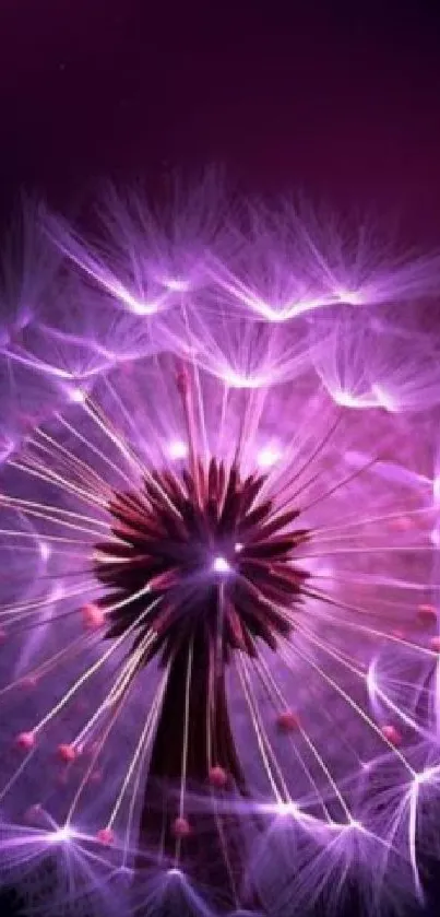 Purple dandelion with ethereal glow wallpaper.