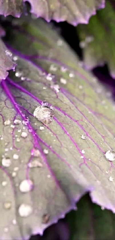 Close-up of purple leaves with dew droplets on a mobile wallpaper.