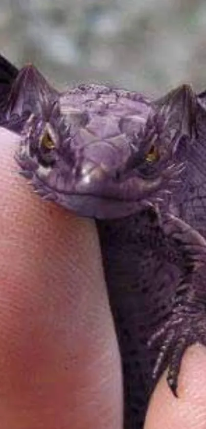 Unique purple dragon perched on a fingertip.