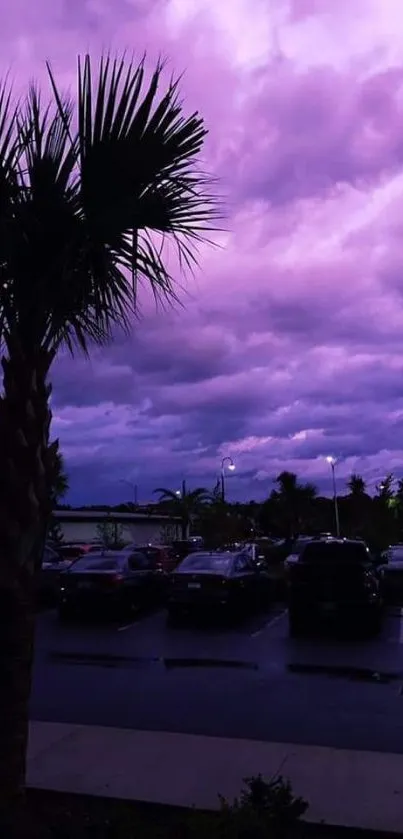 Purple dusk sky with palm tree silhouette.