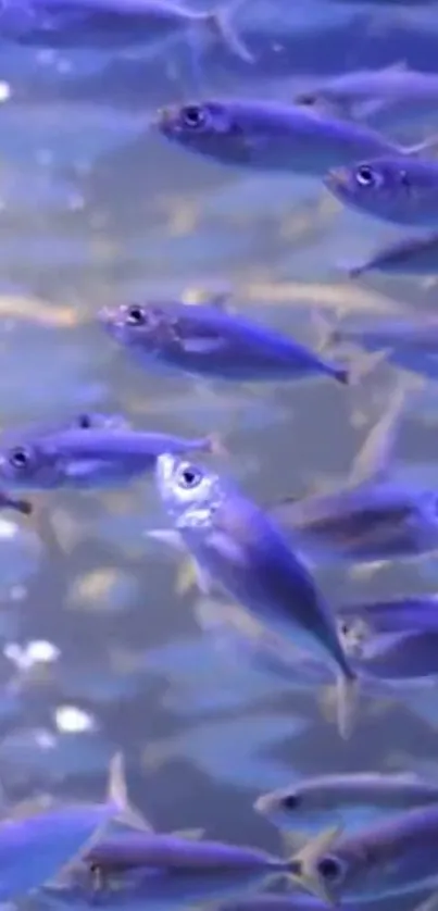 Purple fish swimming in a vibrant underwater scene.