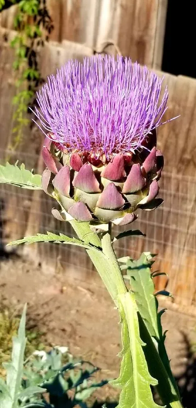 Purple artichoke flower with rustic backdrop for mobile wallpaper.