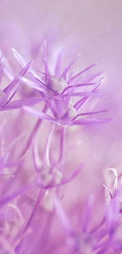 Close-up of purple flowers with soft petals and delicate details.