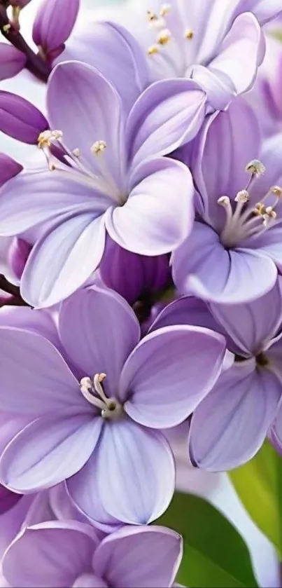 Purple flowers in full bloom, close-up view.