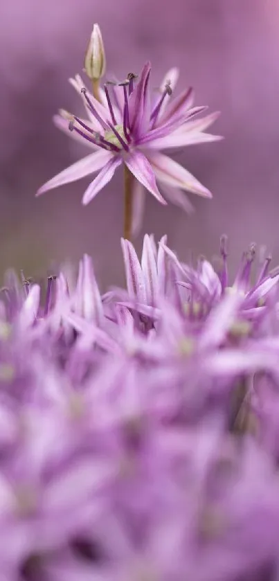 Close-up of a vibrant purple flower in bloom.