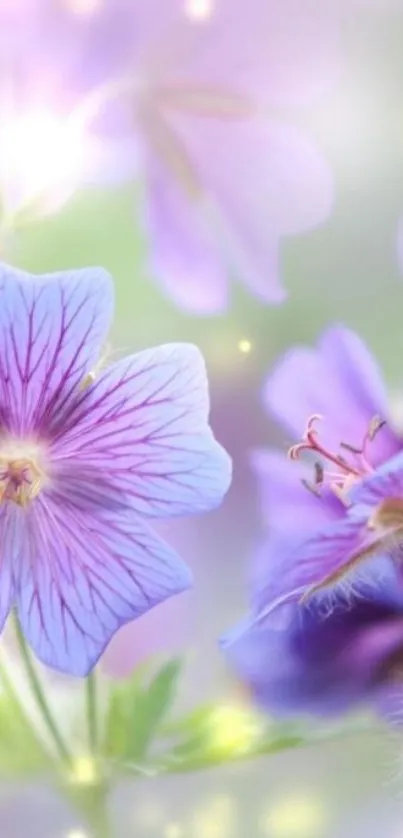 Delicate purple flowers with soft focus background in dreamy tones.