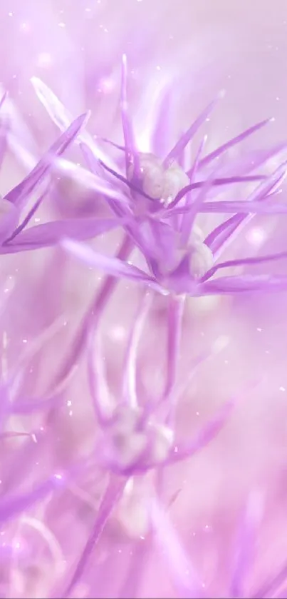 Dreamy purple flowers in soft focus mobile wallpaper.