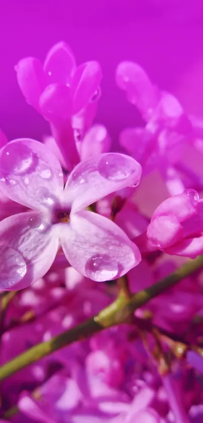 Close-up of purple flowers with dewdrops, creating a serene mobile wallpaper.