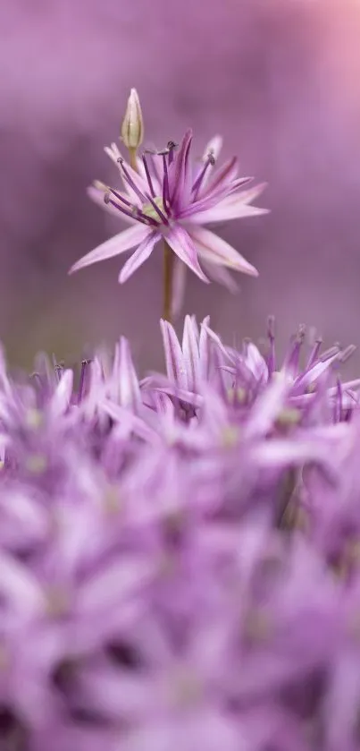 Purple flowers in soft focus, creating a serene mobile wallpaper.