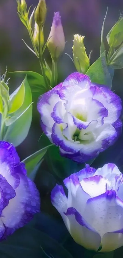 Mobile wallpaper featuring purple flowers with dewdrops.