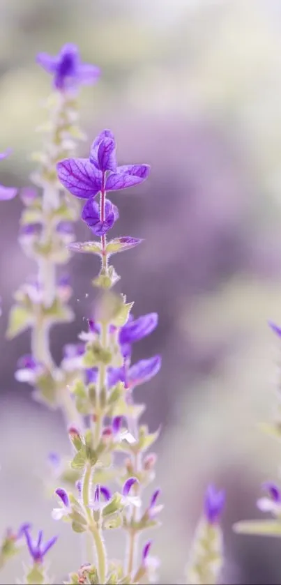 Soft-focus lavender purple flowers in a serene nature setting.