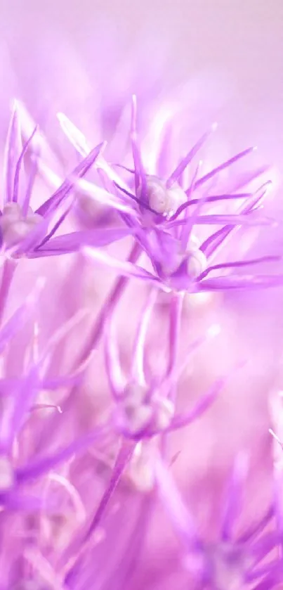 Delicate purple flowers in soft focus mobile wallpaper.