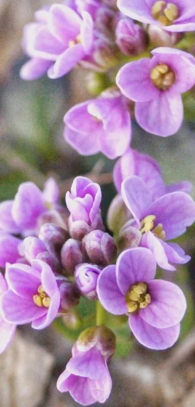 Close-up of purple floral mobile wallpaper with vibrant blossoms.