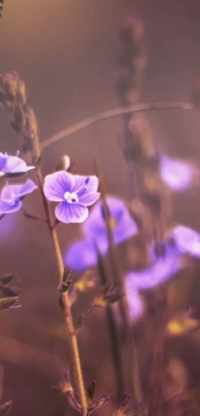 Purple flowers with butterfly in serene setting wallpaper.