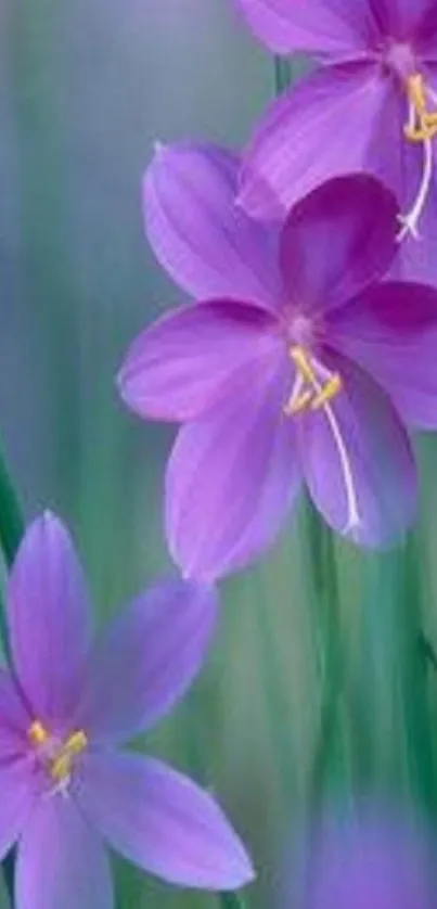 Purple flowers with green stems on a wallpaper.