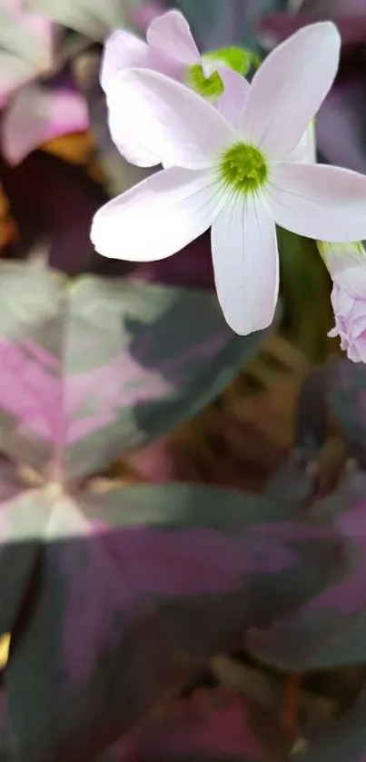 Purple leaves with white flower mobile wallpaper.