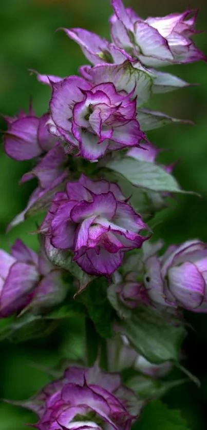 Purple flowers with green leaves, perfect phone wallpaper.