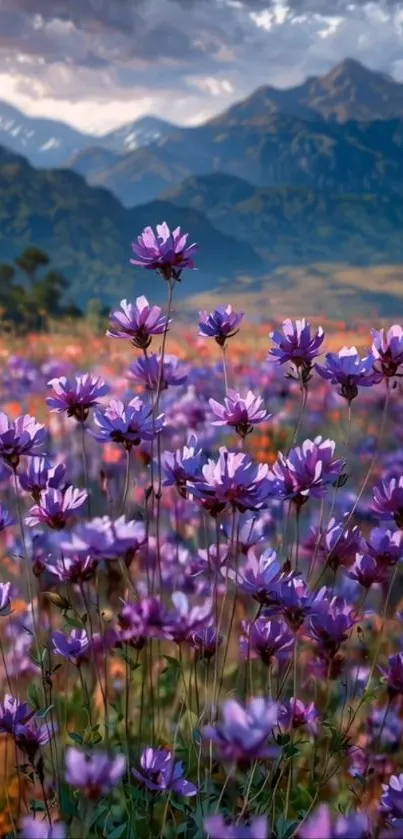 Field of purple flowers with mountains in background.
