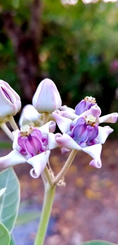 Close-up of purple flowers with green foliage.