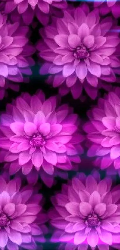 Purple dahlia flowers pattern on black background, perfect for mobile wallpaper.